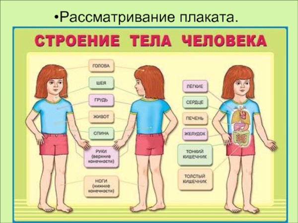Строение тела человека