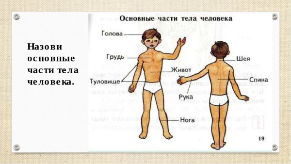 Тело человека для дошкольников