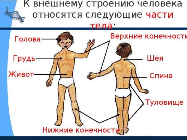 Строение человека части тела