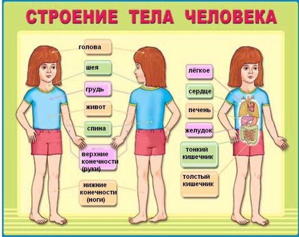 Тело человека для детей