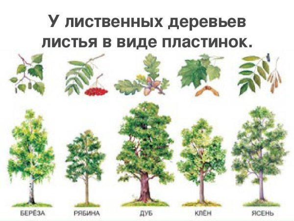 породы деревьев фото с названиями в россии | Дзен