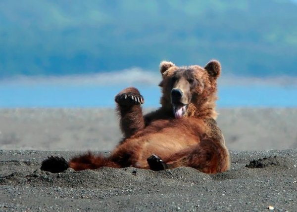 Медведь на пляже