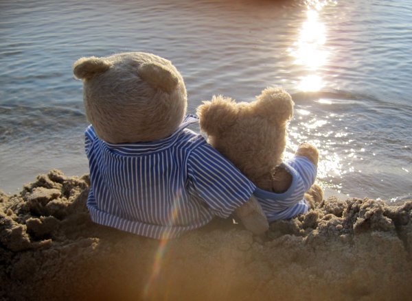 Медвежонок на море