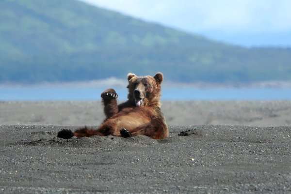 Медвежонок на пляже