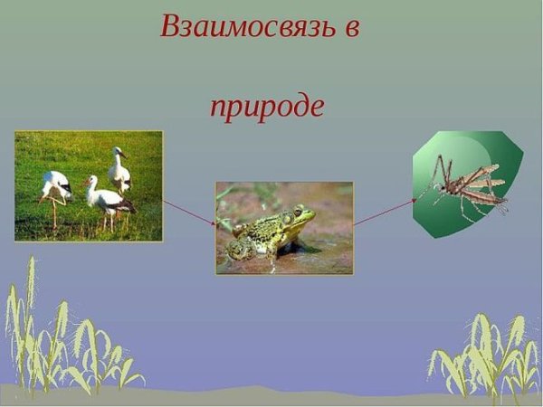 Связи в природе