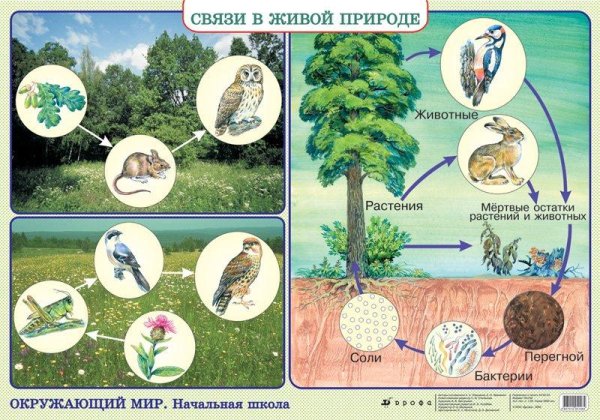 Взаимосвязи в природе