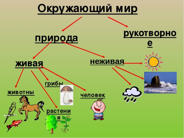 Живая и неживая природа