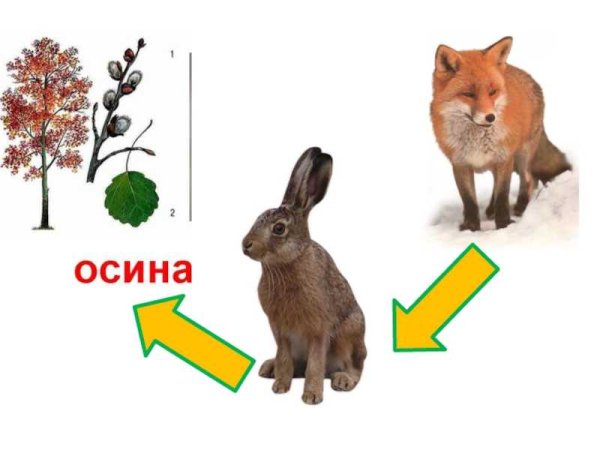 Цепь питания осина заяц волк