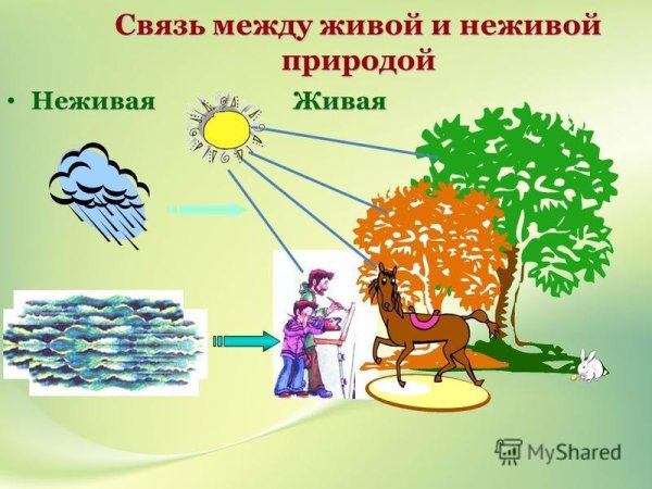 Взаимосвязи в живой природе