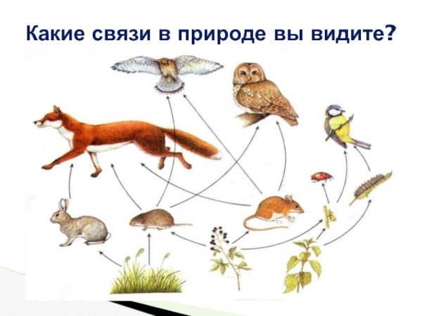 Модель связи в природе