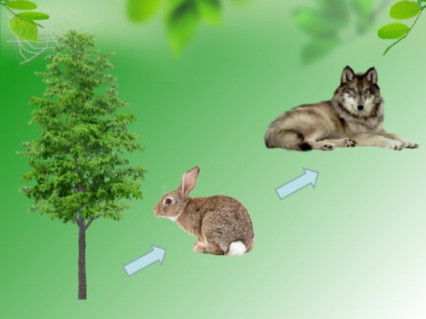 Невидимые нити окружающий мир