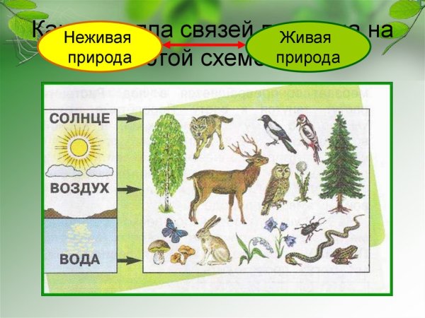Связь Живая и неживая природа 2 класс невидимые нити в
