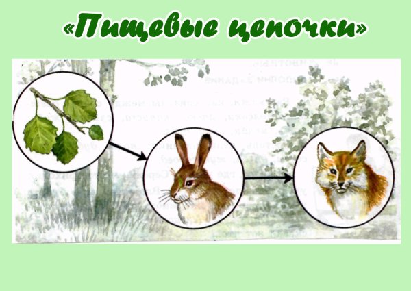 Пищевая цепочка леса осина-