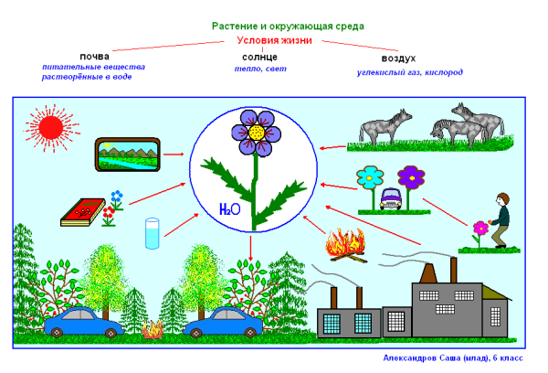 Связь организма с окружающей средой