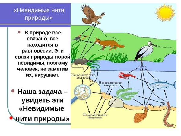 Взаимосвязи в природе