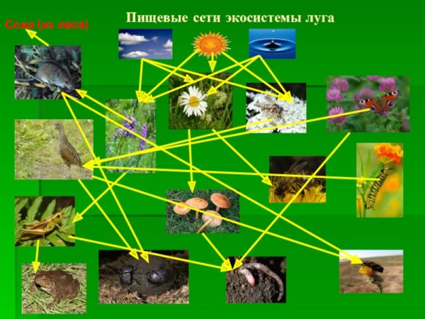 Пищевая сеть
