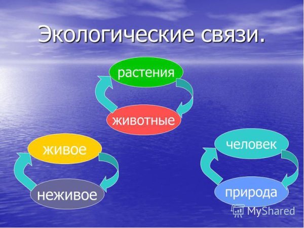 Экологические связи в природе