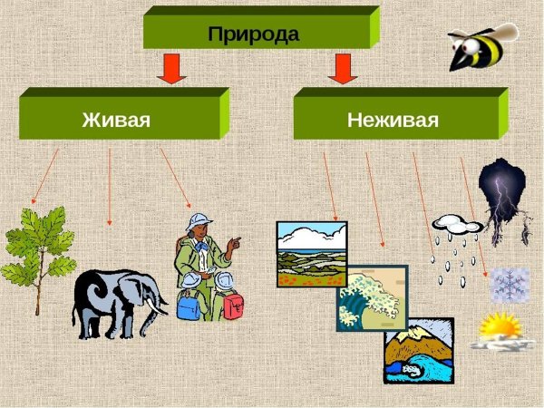 Живая и неживая природа
