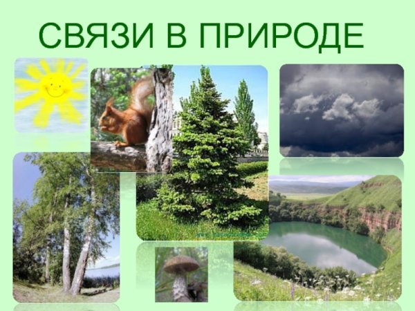 ВЗАИМОСВЯЗКА живой природы