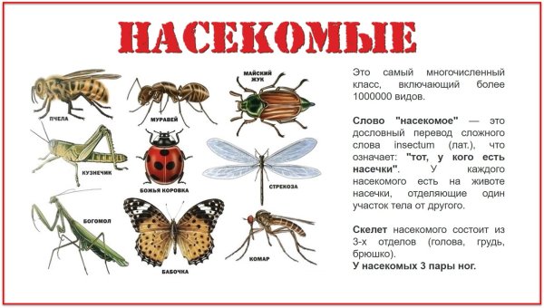 Насекомые названия