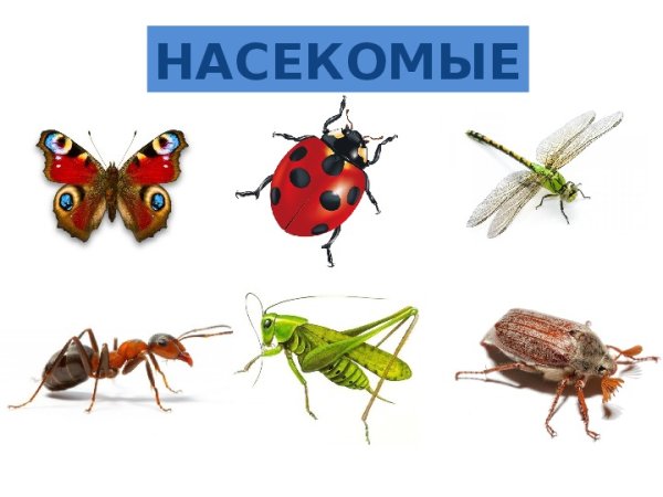 Карточки для детей на тему насекомые