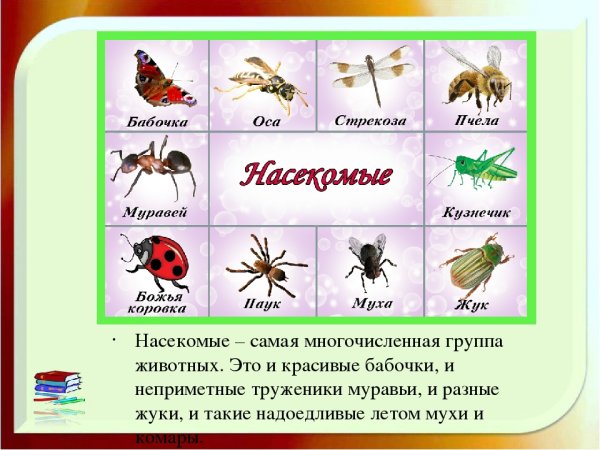 Окружающий мир насекомые