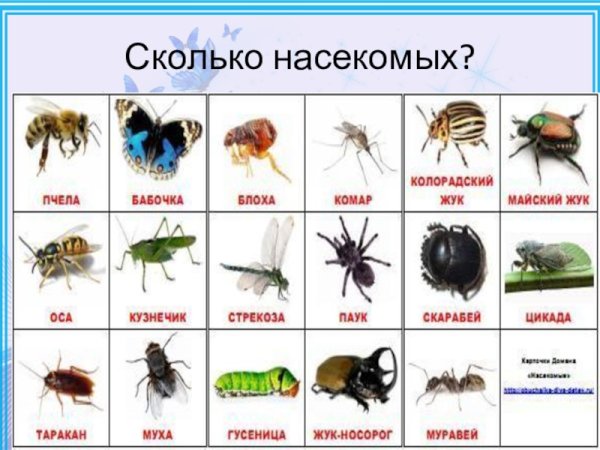 Насекомые с названиями для детей