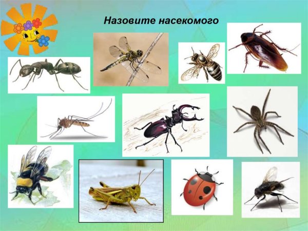 Насекомые для дошкольников
