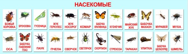Насекомые список названий для детей