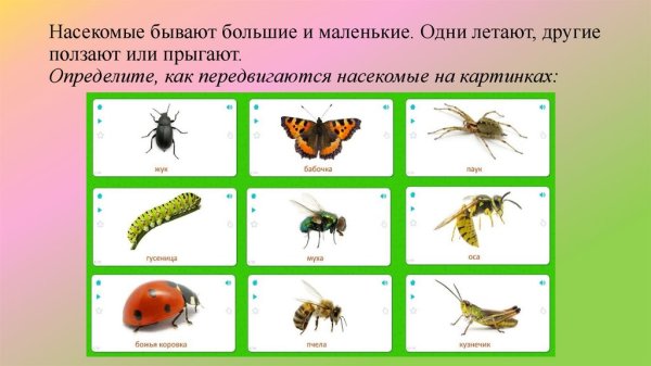 Насекомые карточки Домана для детей