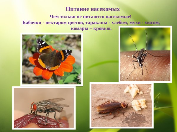 Насекомые картинки