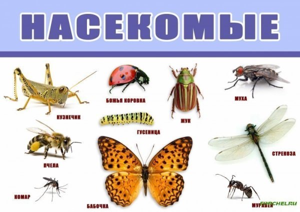 Насекомые для дошкольников