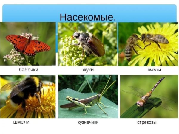 Насекомые леса названия
