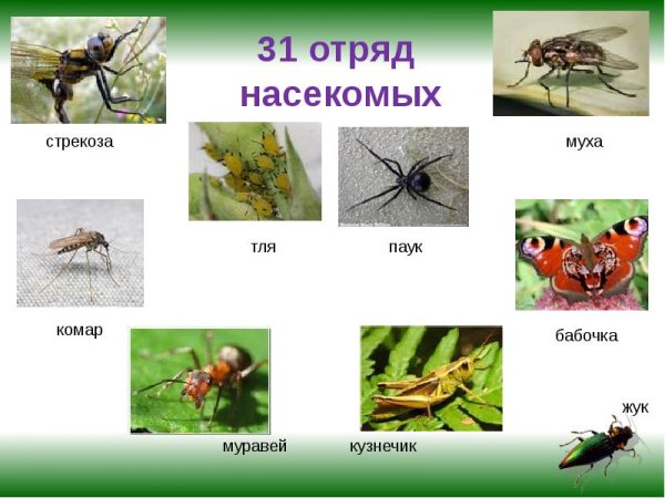 Отряды насекомых