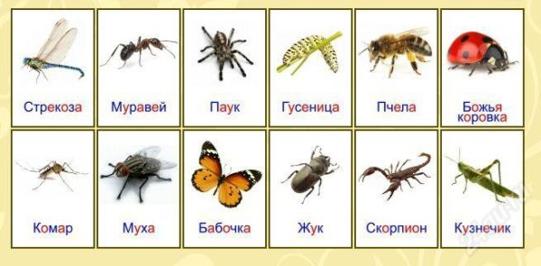 Карточки для детей. Насекомые