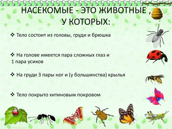 Тема недели насекомые