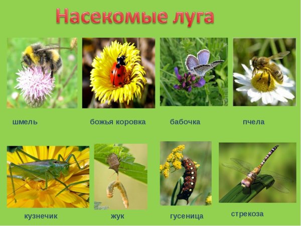 Растения и насекомые Луга