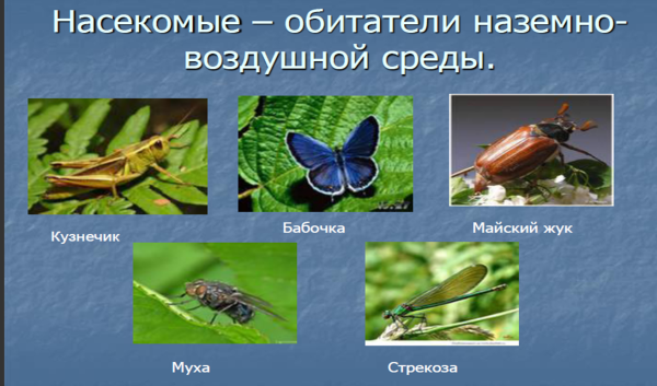 Наземно воздушные насекомые
