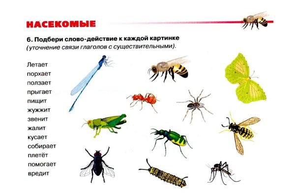 Классификация насекомых для дошкольников