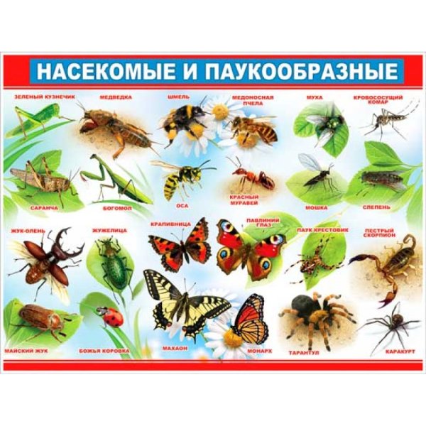 Насекомые плакат для детей