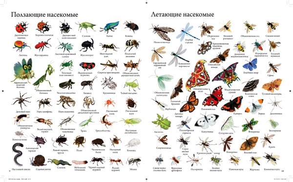 Летающие насекомые фото с названиями