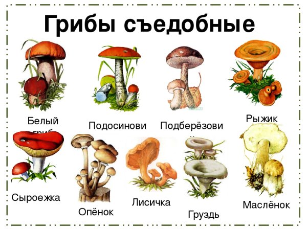 Картинки грибы съедобные и несъедобные