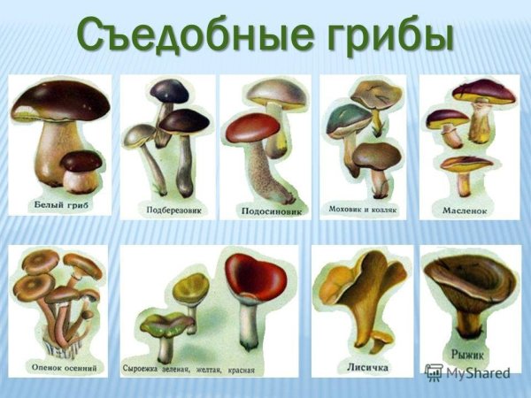Съедобные и ядовитые грибы карточки