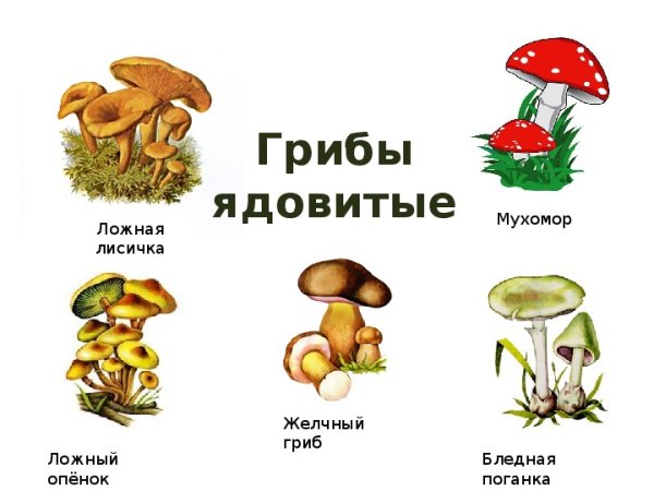 Несъедобные грибы 1 класс окружающий мир