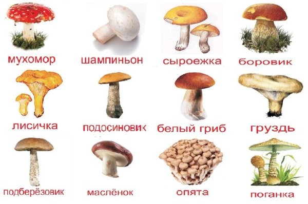 Карточки съедобные и несъедобные грибы для детей
