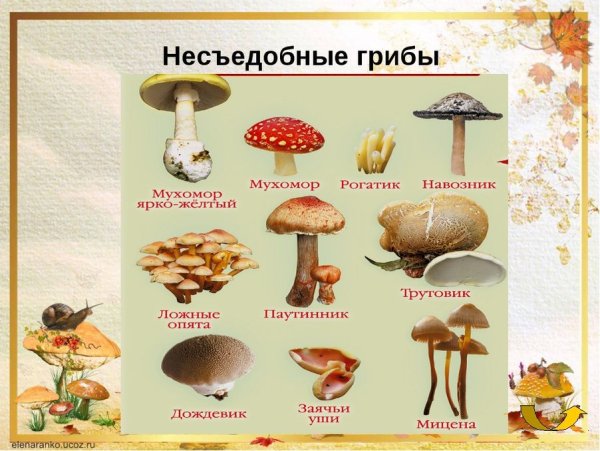 Грибы съедобные несъедобные и ядовитые