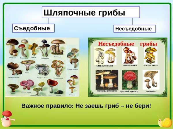 Классификация съедобных грибов. Категории пищевой ценности грибов