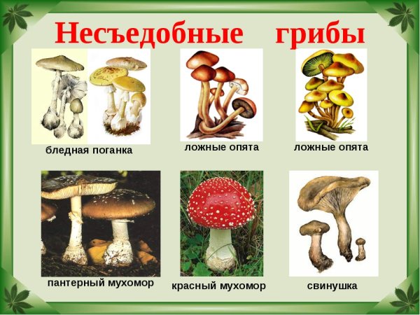 Съедобные грибы: какие выбрать, как распознать и не ошибиться
