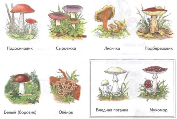 Грибы логопедическое занятие
