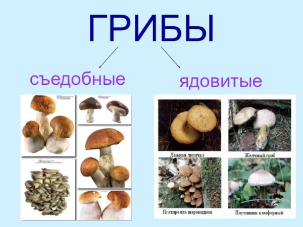 Грибы съедобные несъедобные и ядовитые